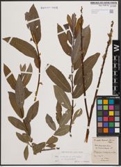 Foto von Salix cinerea L. x Salix viminalis L.